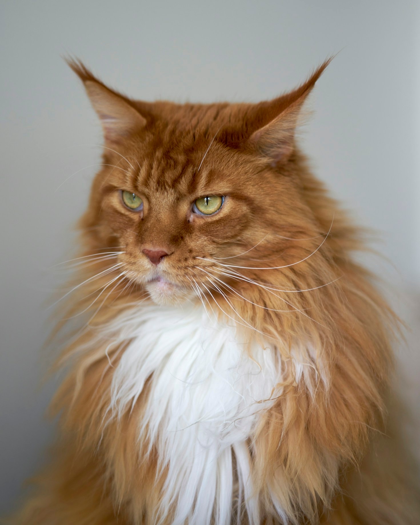Why Choose a Maine Coon or British Shorthair?